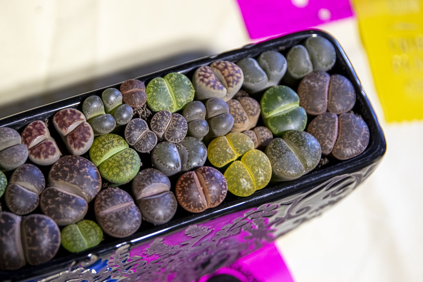 "Dulces!" squealed one visitor when she saw Tori Wilson's candy-like display of colorful Lithops, also known as living stones. Wilson, 35, of Arcadia, says the succulents are easy to kill by overwatering and they don't like to touch ceramics, so while she crammed more than 20 of them into this lovely pot for the exhibition, she immediately took them out again once they got home.