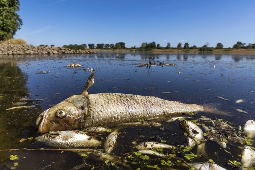 FILE - A dead chub and other dead fish are floating in the Oder River near Brieskow-Finkenheerd, eastern Germany, on Aug. 11, 2022. The environment ministers of Poland and Germany met on the border of the two countries on Wednesday, June 7, 2023, to discuss protection of the Oder River against a repeat of deadly pollution that killed hundreds of tons of fish last year. (Frank Hammerschmidt/dpa via AP, File)