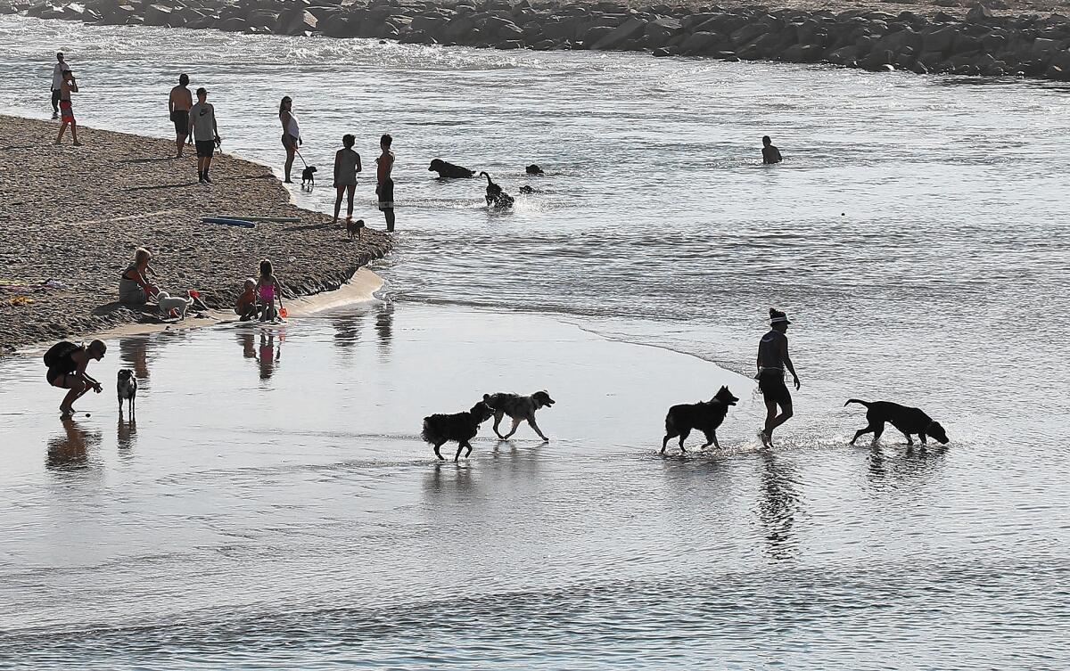 Newport Beach’s Parks, Beaches and Recreation Commission will discuss whether the city should be responsible for enforcing leash laws on a county-controlled beach near the mouth of the Santa Ana River.