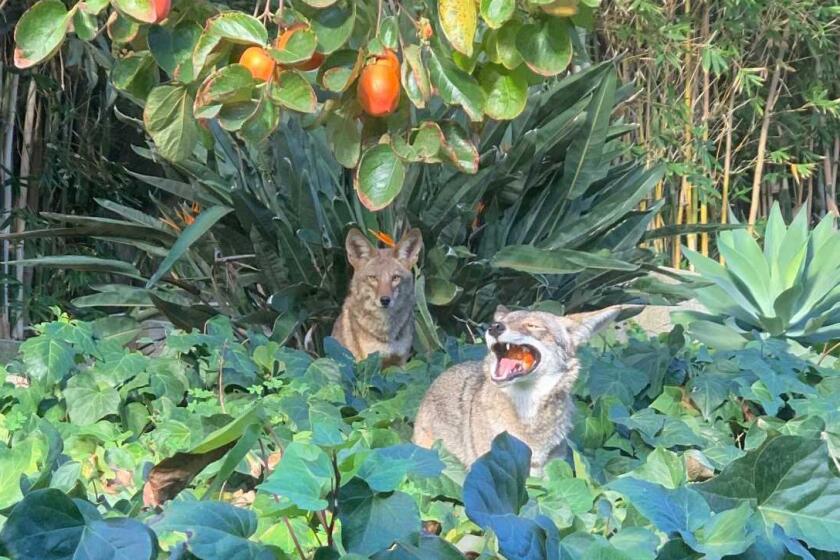 Screenshot from a video of coyotes at Jennifer Bedolla's home in Mar Vista.