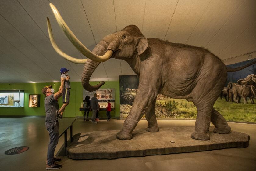 LOS ANGELES, CA - APRIL 08, 2021: Logan Matlen, 45, of Hawthorne, lifts up his son Connor, 6, as he gets a closer look at a Columbian mammoth on exhibit at The La Brea Tar Pits in Los Angeles that re-opened to the public after being closed for over a year due to the COVID-19 outbreak. The Columbian mammoth existed from 1.6 million to 10,000 years ago. (Mel Melcon / Los Angeles Times)