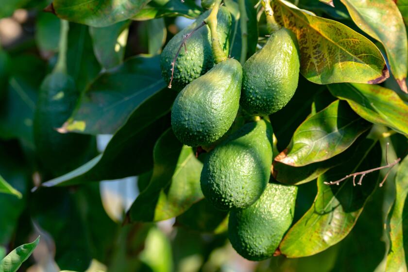 avocado tree