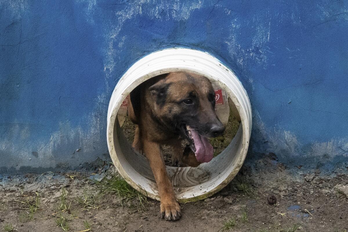 Military dog walking through a tube