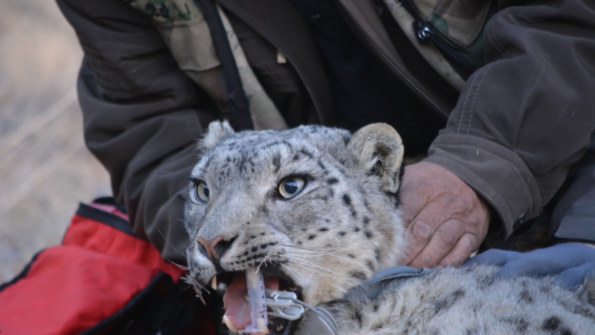 On A Spiritual Prowl In Mongolia For The Elusive Endangered Snow Leopard Los Angeles Times