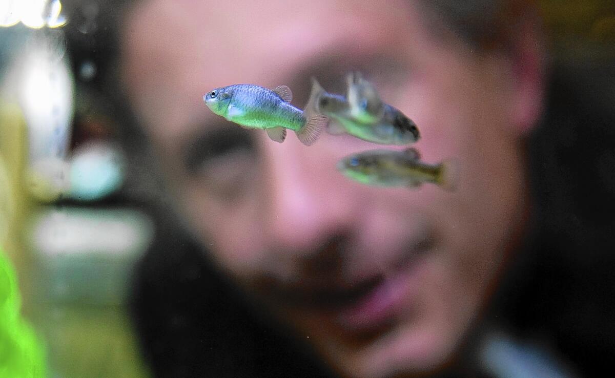 Aquaculturist Olin Feurbacher watches the endangered Devil's Hole pupfish swim in an aquarium at the Ash Meadows fish conservation facility.