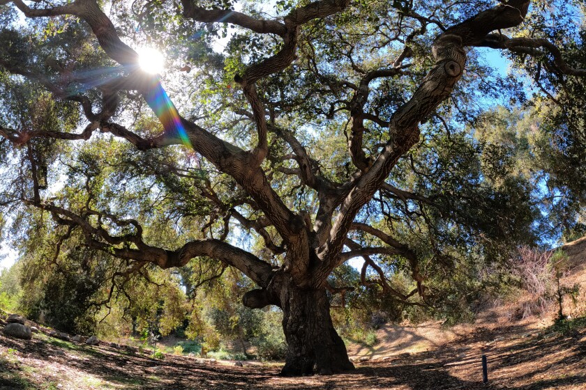 Sun shines through the branches of a Coast live oak tree.