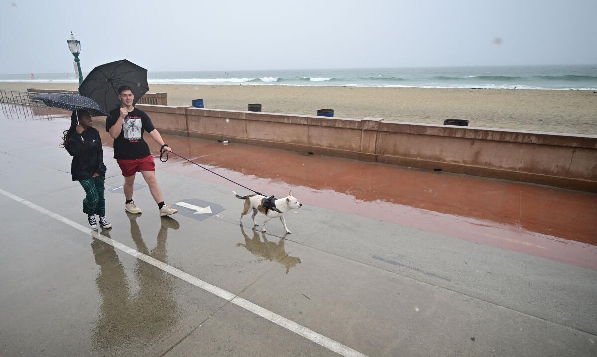 People with umbrellas walk a dog along the beach.