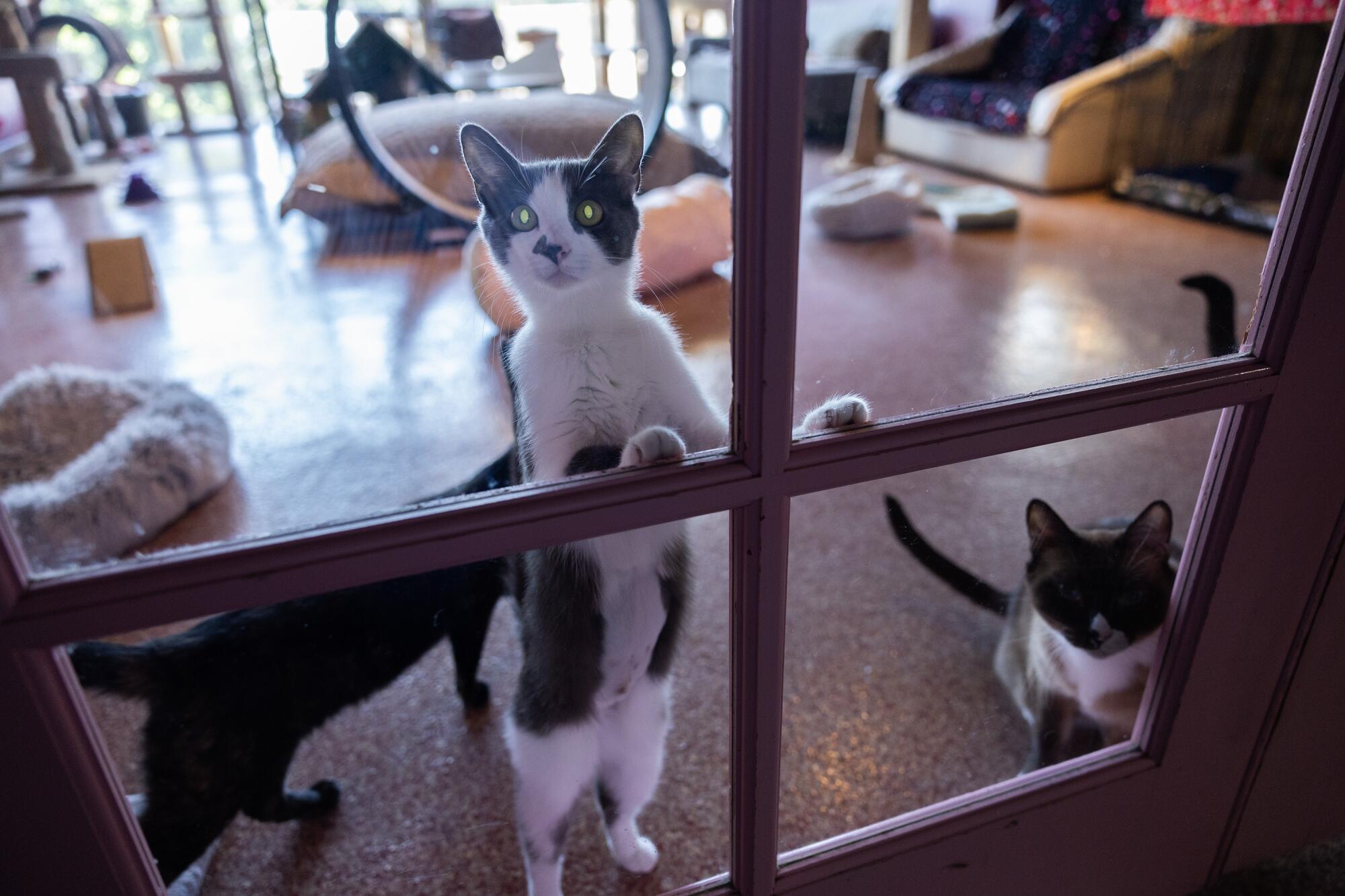Gato desde la ventana.