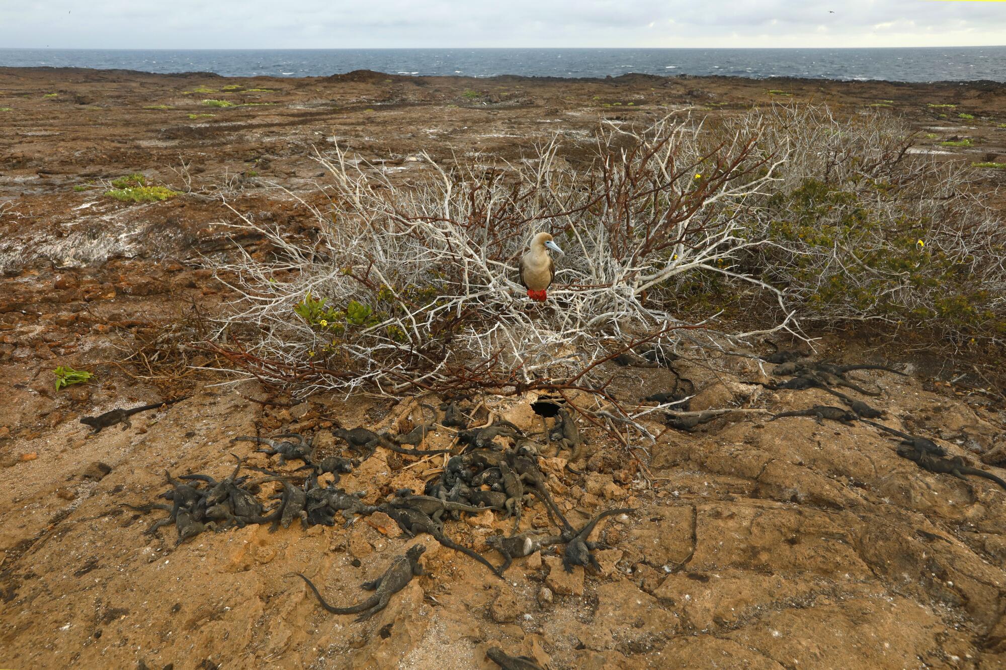 A red-footed booby sits above a group of iguanas on North Seymour Island, Galapagos.