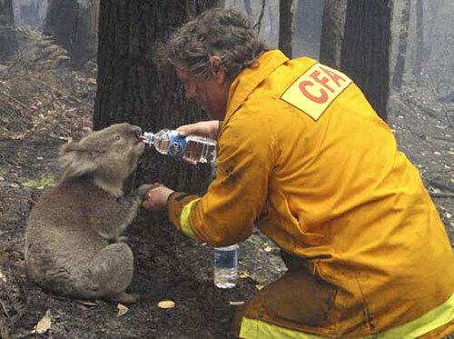 Volunteer firefighter David Tree shares his water with the koala now known as Sam at Mirboo North after wildfires swept through the region.