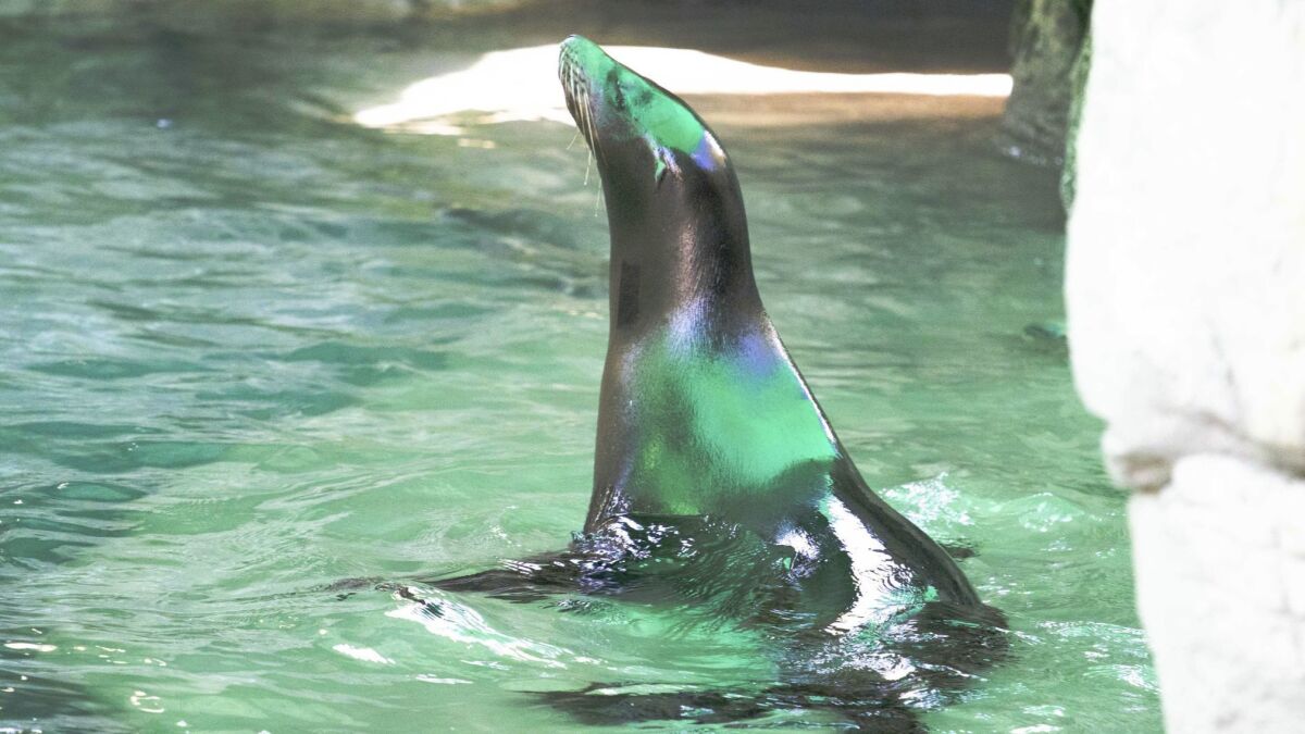 One of two partially blind sea lions at the Audubon Zoo in New Orleans.