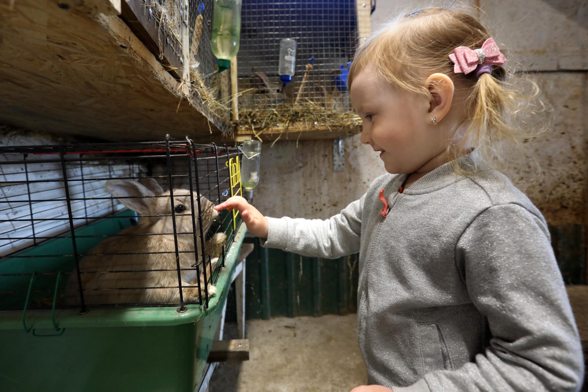 Girl reaching out to rabbit in a cage