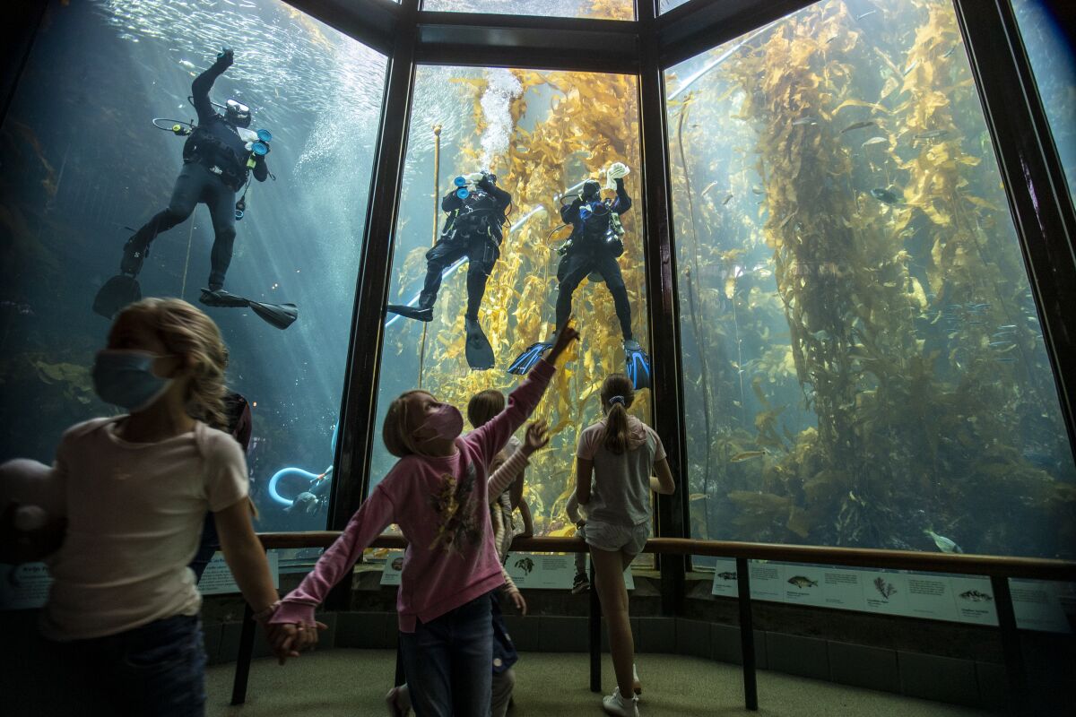 Visitors watch divers clean the kelp forest habitat at the Monterey Aquarium