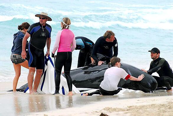 Whales beached in Australia