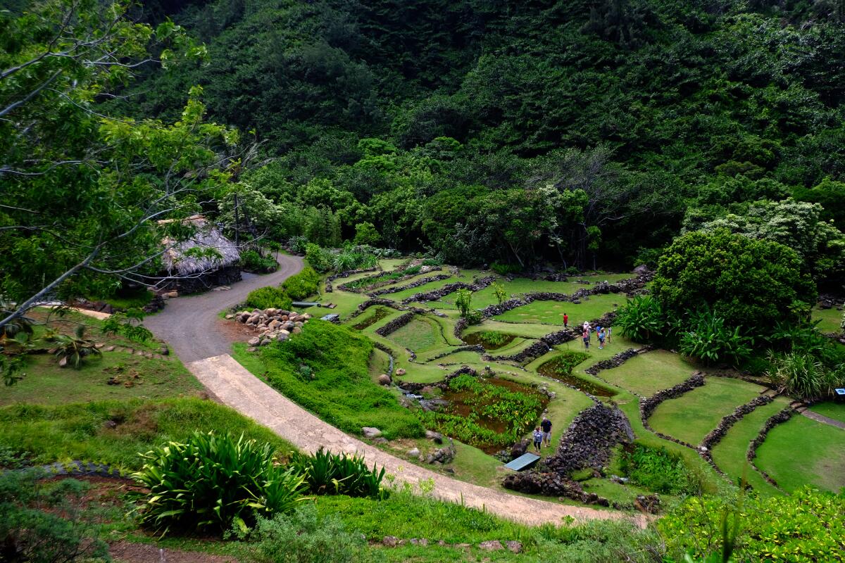 Taro terraces at the Limahuli Garden & Preserve in Hanalei, Hawaii