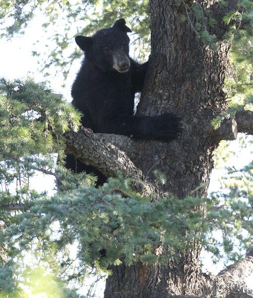 A black bear sits in a tree behind St. Andrew & St. Charles Church in Granada Hills.