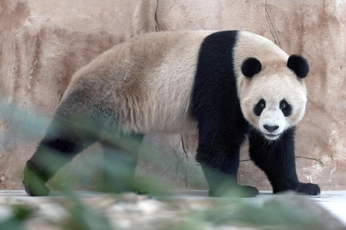 Suhail, un panda enviado por China a Qatar como regalo por la Copa del Mundo de fútbol