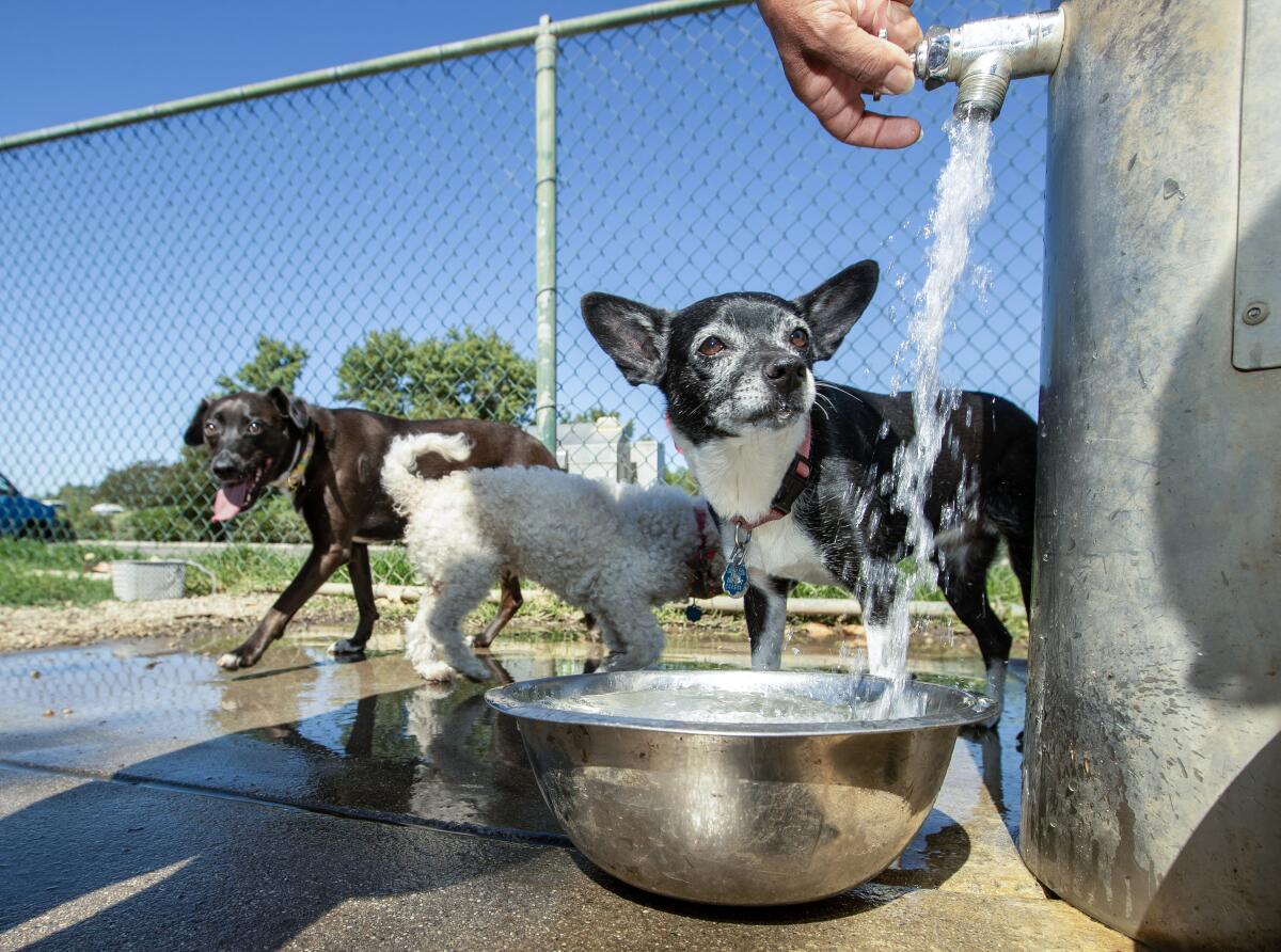 Three small dogs stand near a dog bowl being filled with water on a patch of concrete.