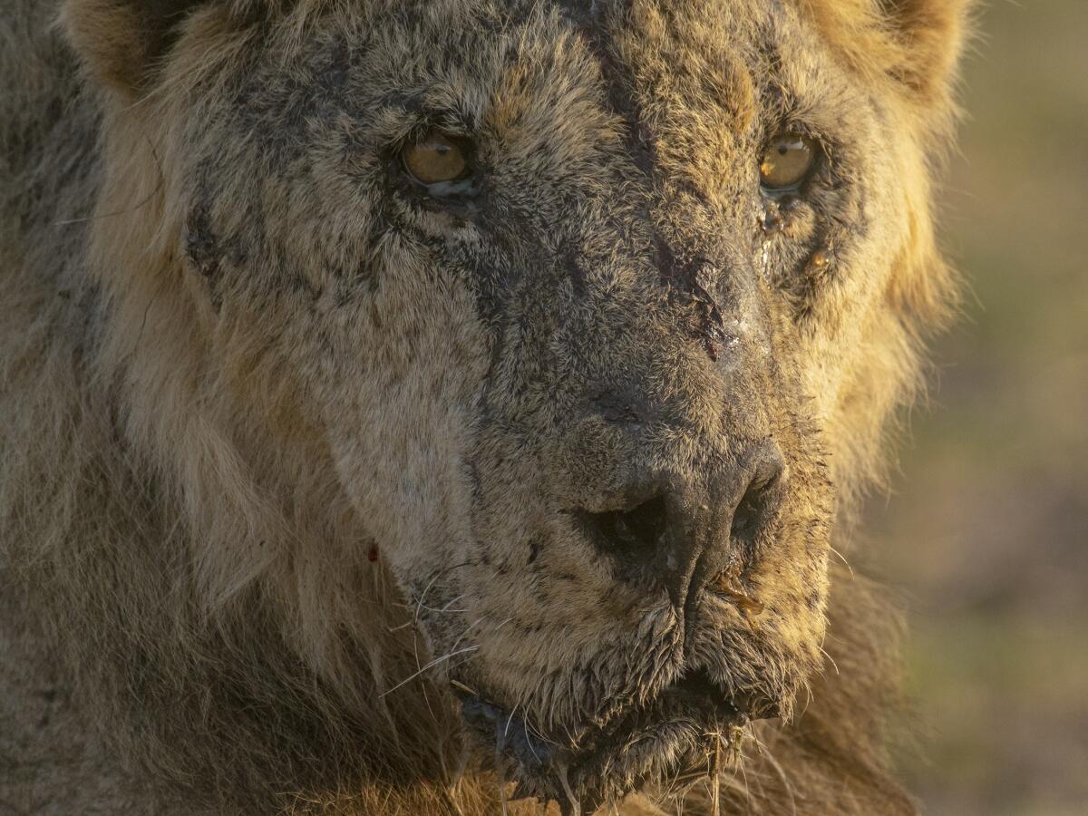 Closeup of an older male lion's face