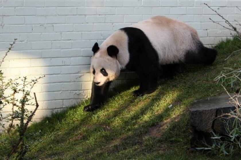 FILE - In this Dec. 12, 2011 file photo, a giant female panda named Tian Tian is seen exploring her enclosure at Edinburgh Zoo in Edinburgh, Scotland. Zoo officials on Tuesday, April 3, 2012 created a private love nest for Britain's only pair of giant pandas in hope the fertility-challenged animals will mate. Giant pandas have difficulty breeding, with females fertile for only two or three days a year. (AP Photo/Scott Heppell, File)