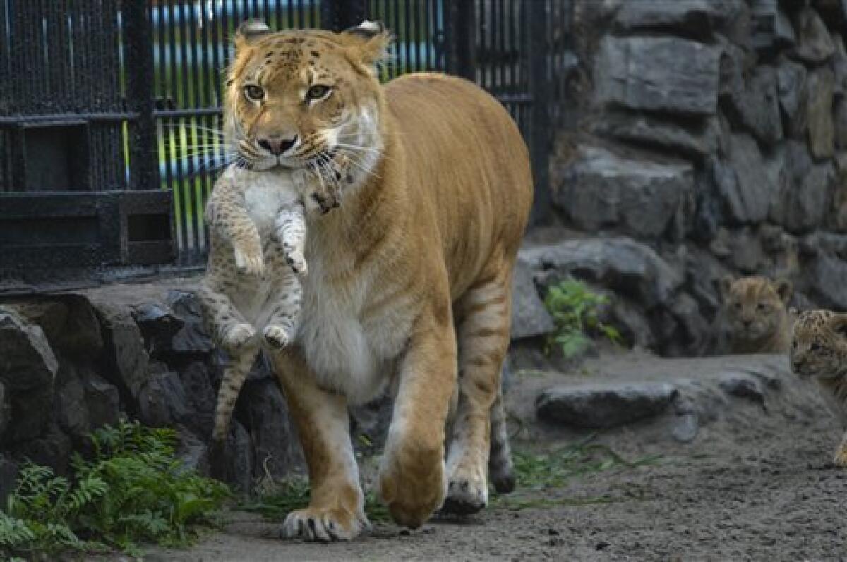 hybrid animals liger