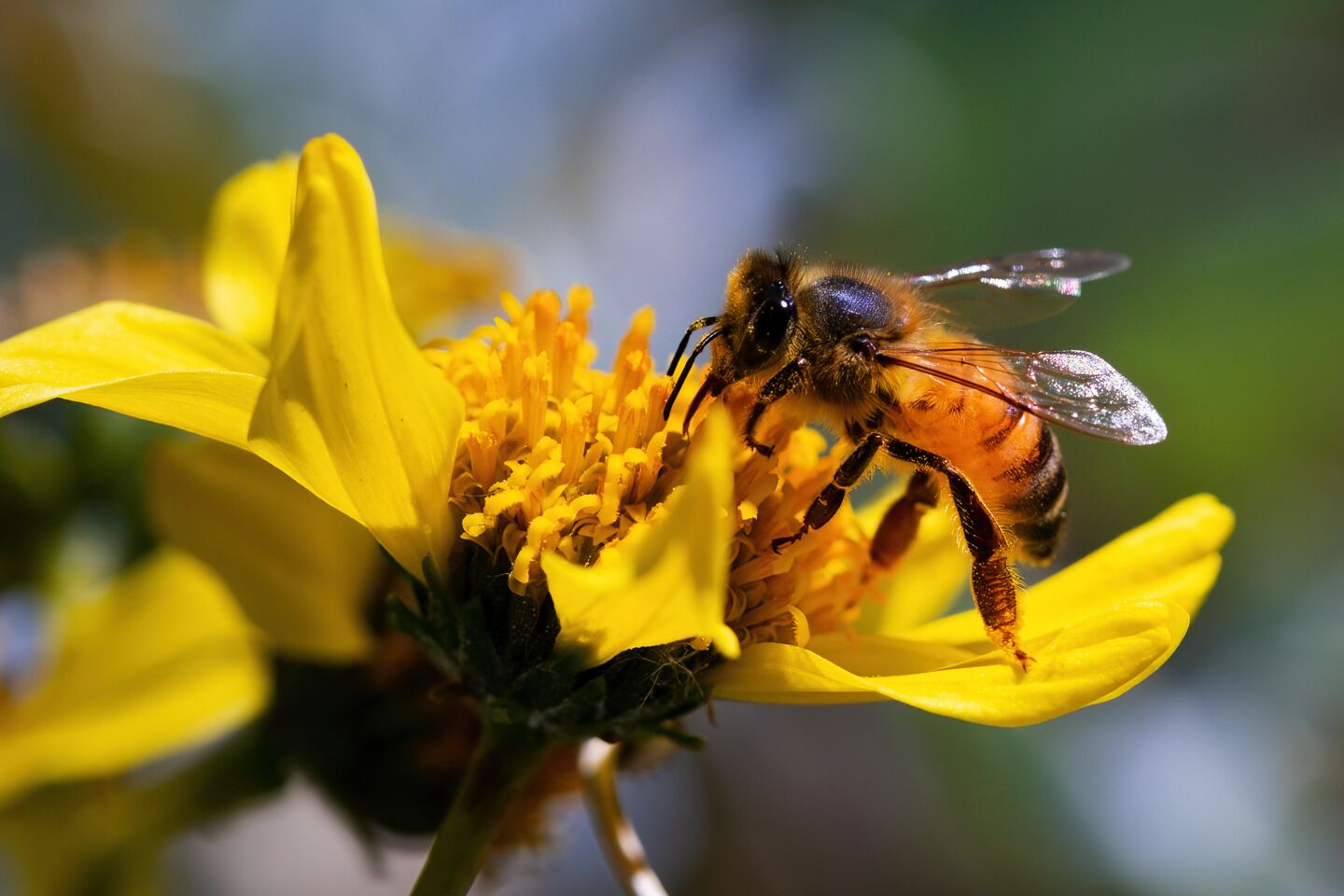 A bee feeds on the nectar and pollen from a brittlebush at Anza-Borrego Desert State Park.