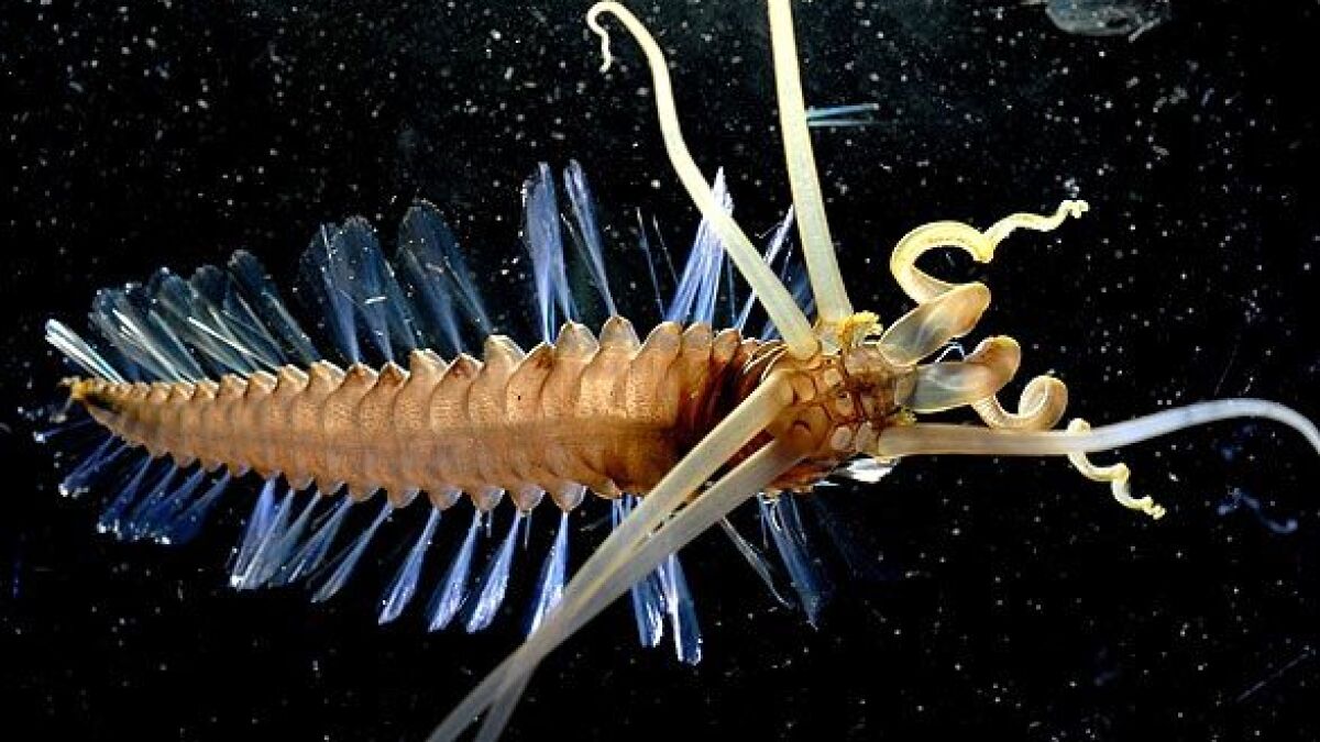 Mapping an ocean of creatures - Los Angeles Times