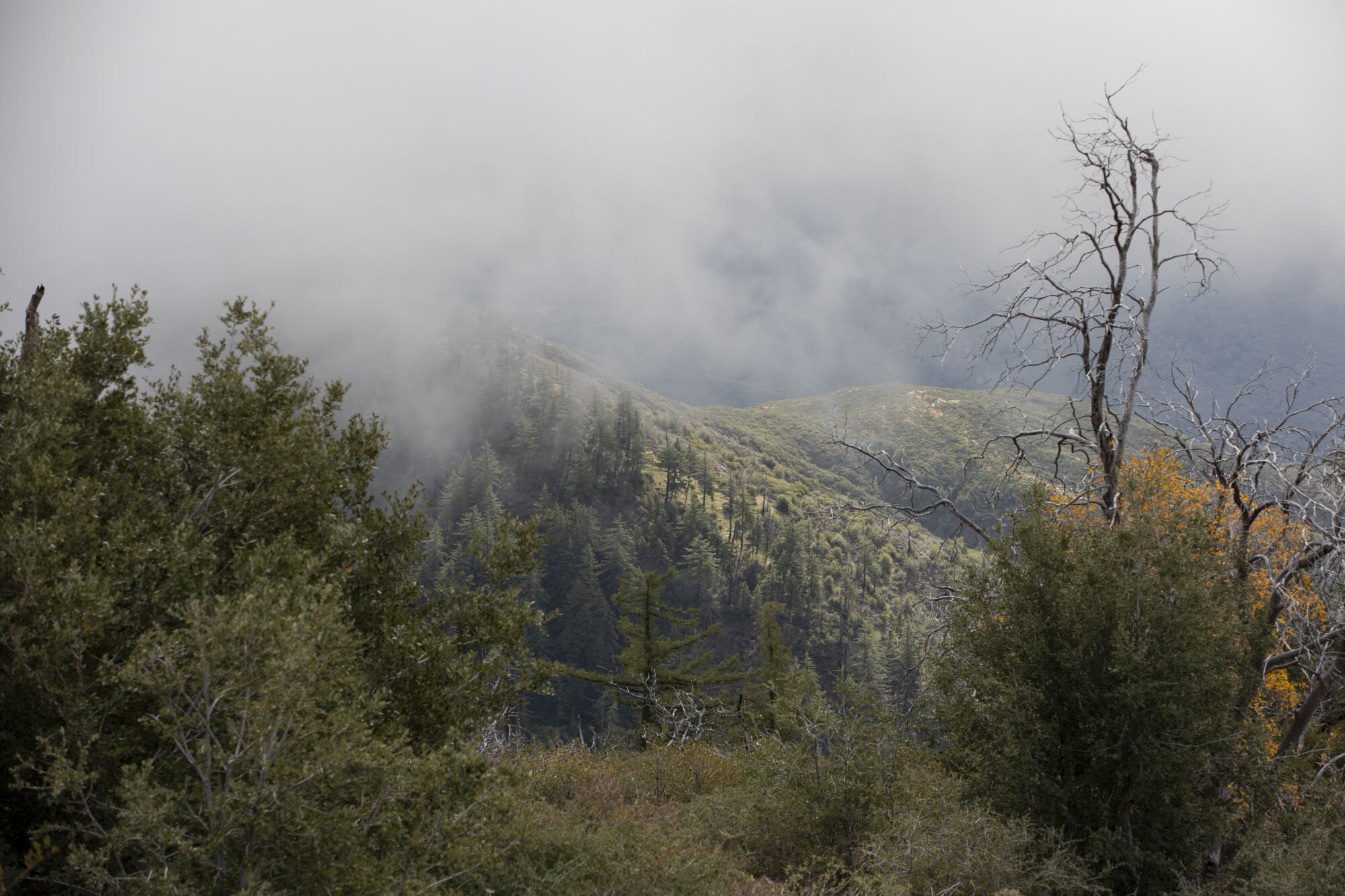 A foggy morning in Cleveland National Forest