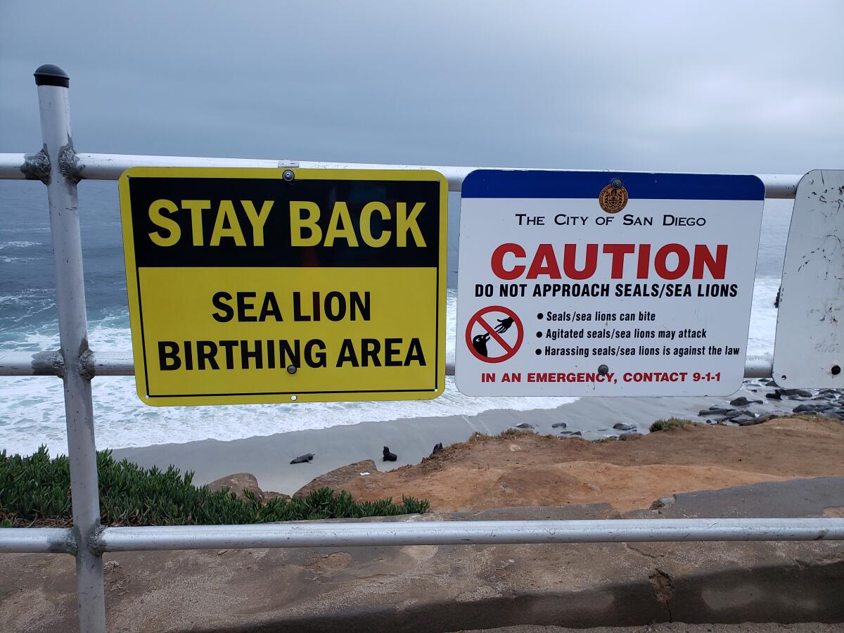 New signs posted over Point La Jolla tell visitors to keep their distance from sea lions.