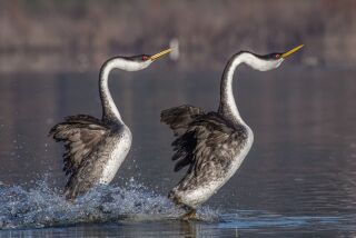 Western grebes engaged in their rushing courtship ritual at Lake Hodges.