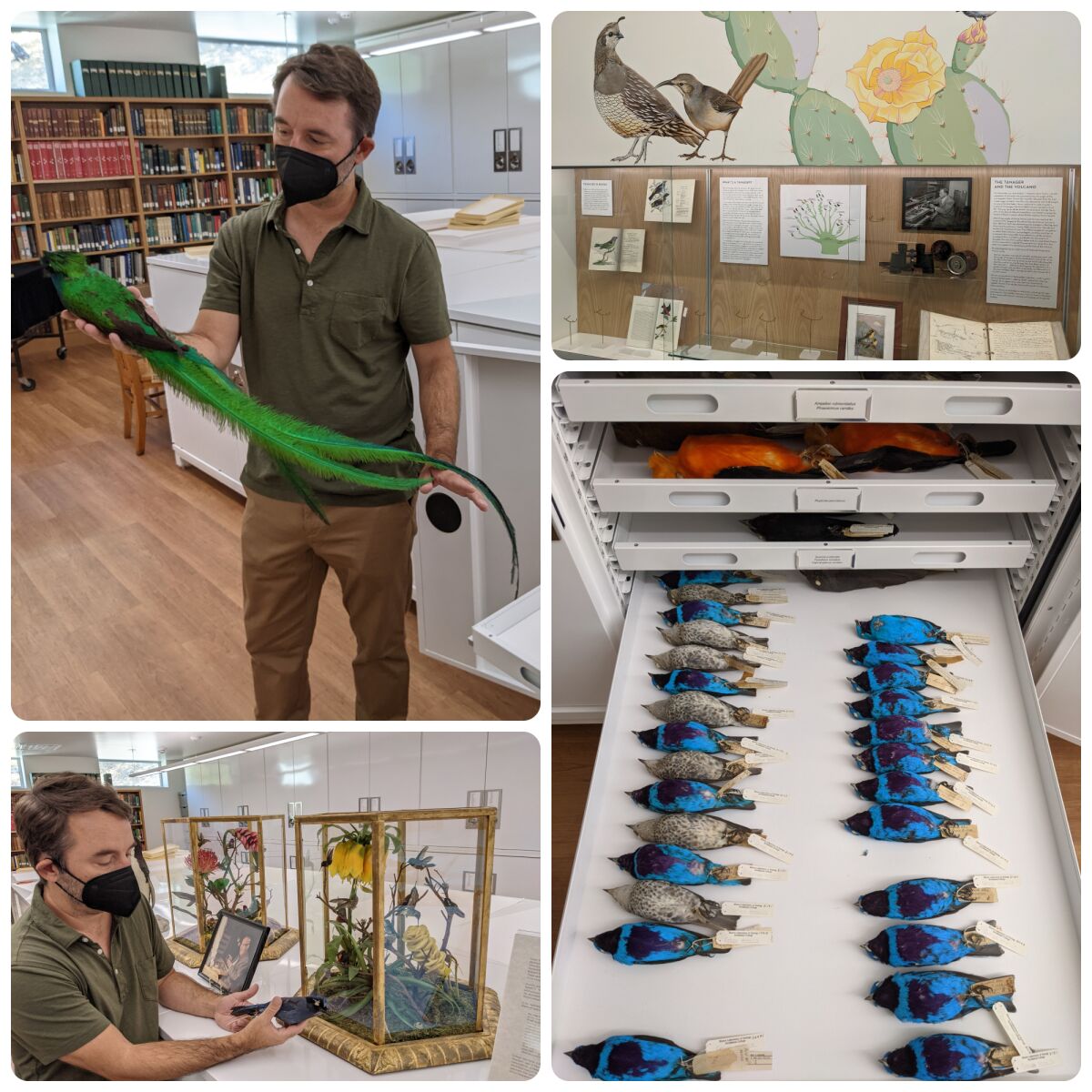 A man displays bird specimens, one with long green feathers and some that are bright blue.