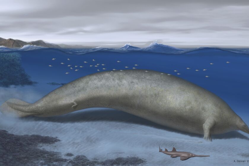 In this 2023 artist illustration by Alberto Gennari, Perucetus colossus is reconstructed in its coastal habitat, with an estimated body length: ~20 meters. A new species of ancient whale might be the heaviest animal ever found. Researchers describe the new species named Perucetus colossus, or “the colossal whale from Peru," in the journal Nature on Wednesday, Aug. 2, 2023. (Alberto Gennari/Nature via AP)