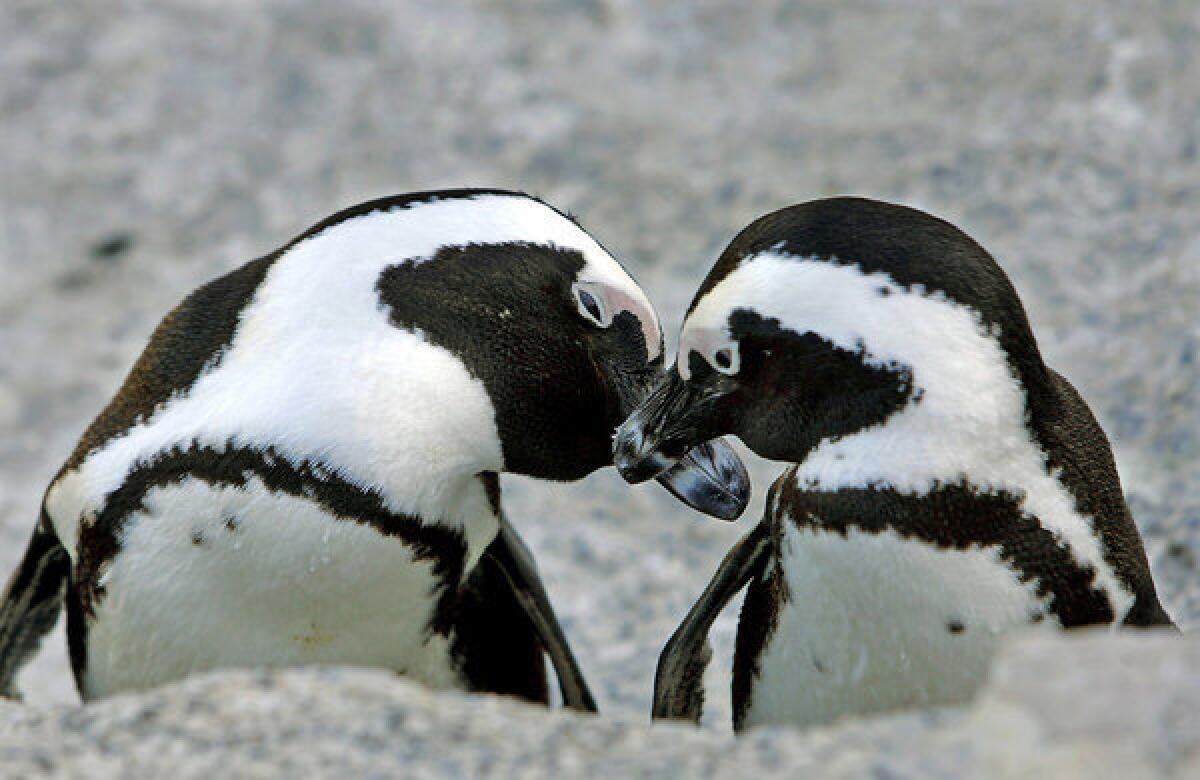 African penguins nuzzle outside Simon's Town in Table Mountain National Park near Cape Town, South Africa.