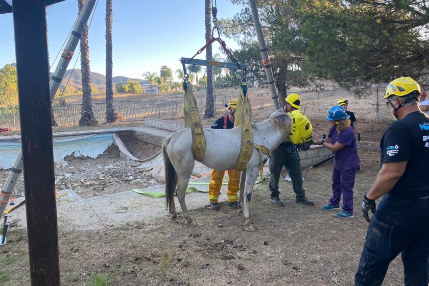 Staff and volunteers with a Humane Society emergency response team helped rescue a horse from an empty pool in Jamul.