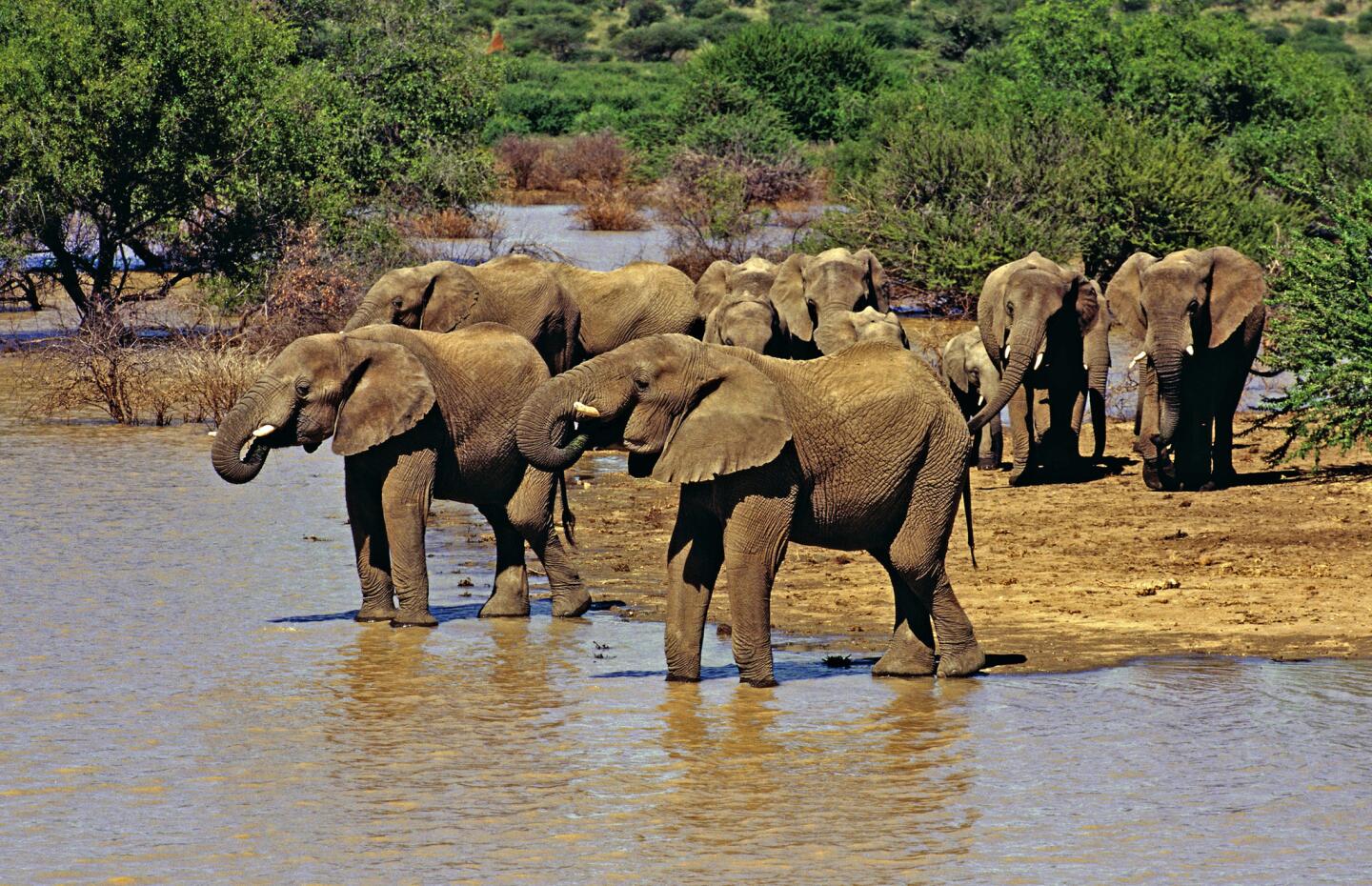 Elephants in Etosha National Park in Namibia.