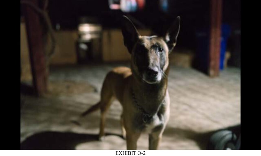 Bubo, a sheriff's dog, is seen in a court exhibit in a lawsuit that alleges the Sheriff's Department used excessive force.