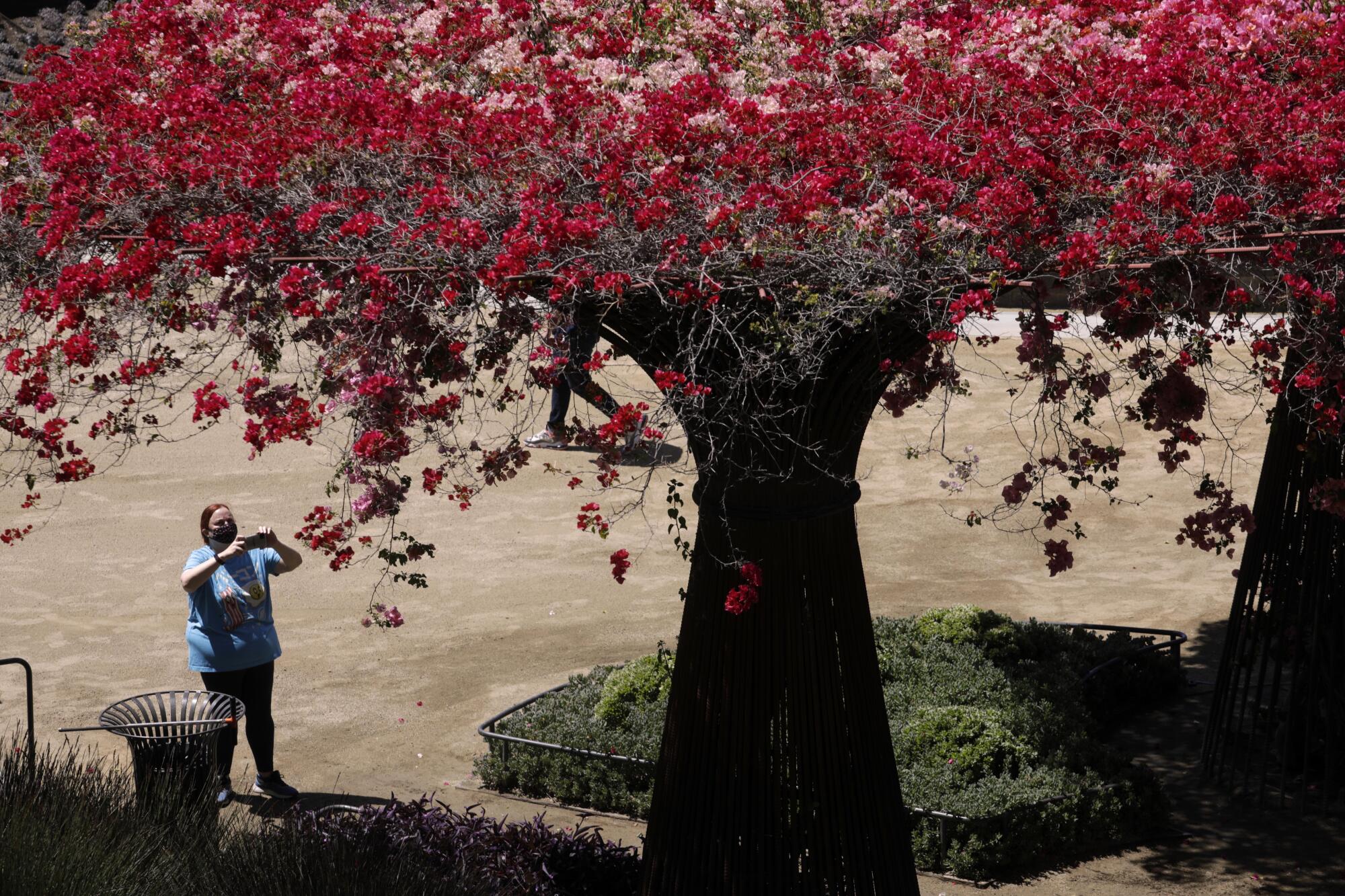 Jennifer Conway takes a picture below a cascade of flowers in the Getty Center gardens.
