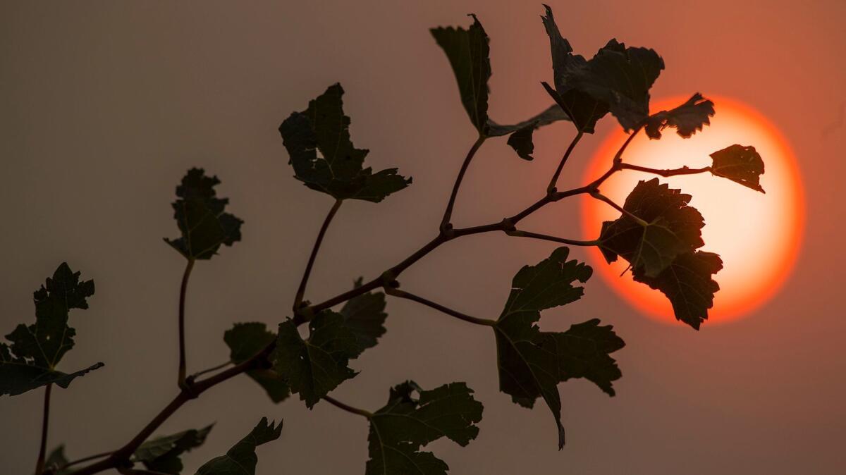 Grape leaves are silhouetted against the rising sun as smoke chokes the sky near Kenwood in Sonoma County.