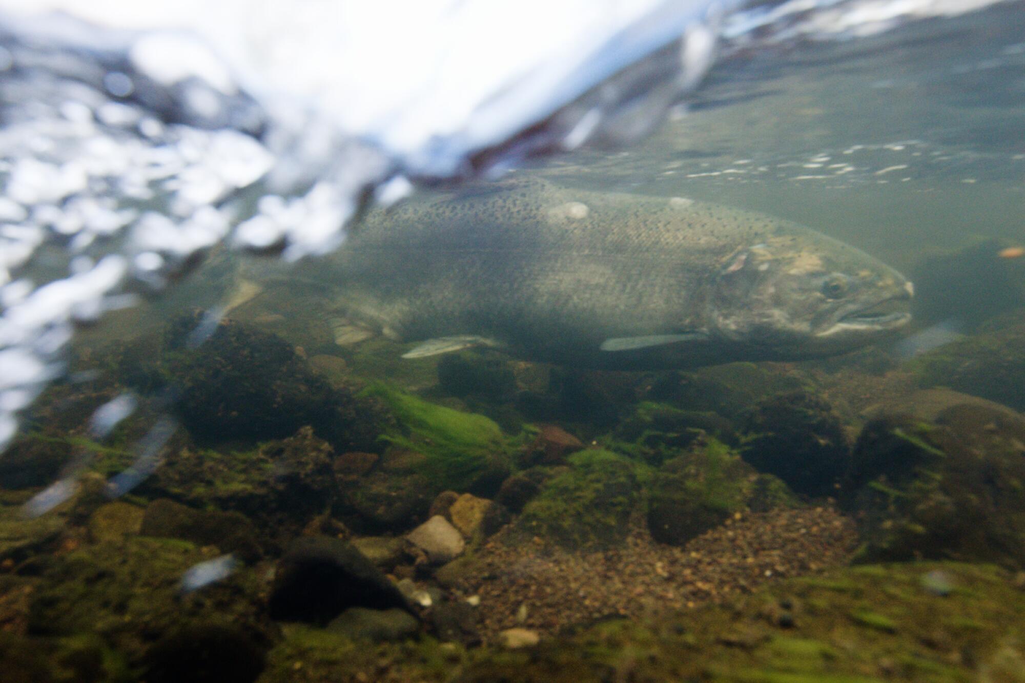 A Chinook salmon swims in a tributary of the Klamath River in California.