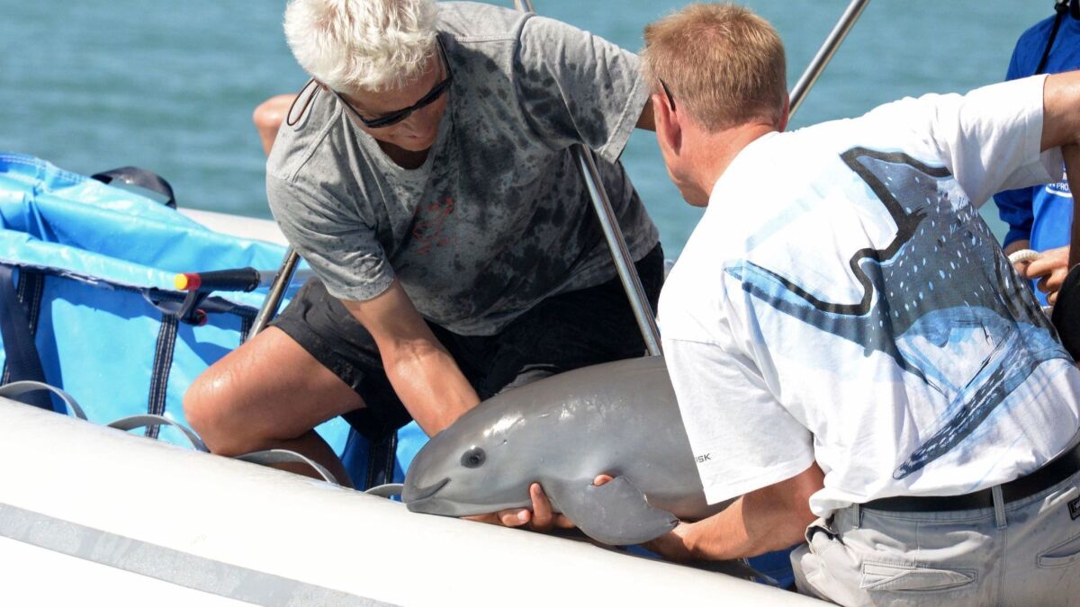 Scientists handle a 6-month-old vaquita porpoise, the first one caught as part of a program to save the critically endangered species, in the waters off Baja California state in Mexico on Oct. 18, 2017.