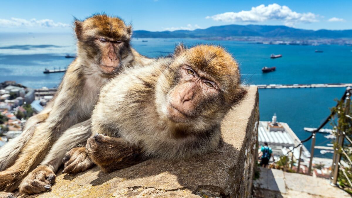 Barbary macaques in Gibraltar.