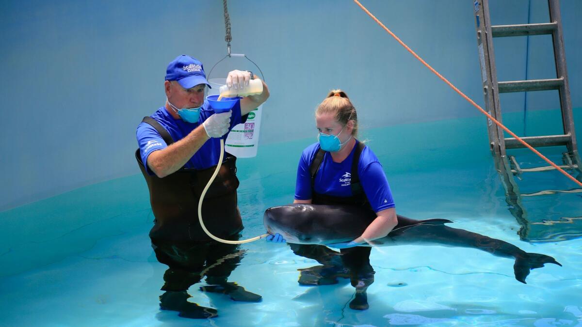 SeaWorld animal care specialists used a tube earlier this month to feed the young pygmy sperm whale a special milk formula.