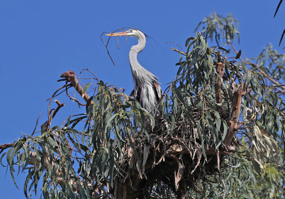 A great blue heron builds a nest.