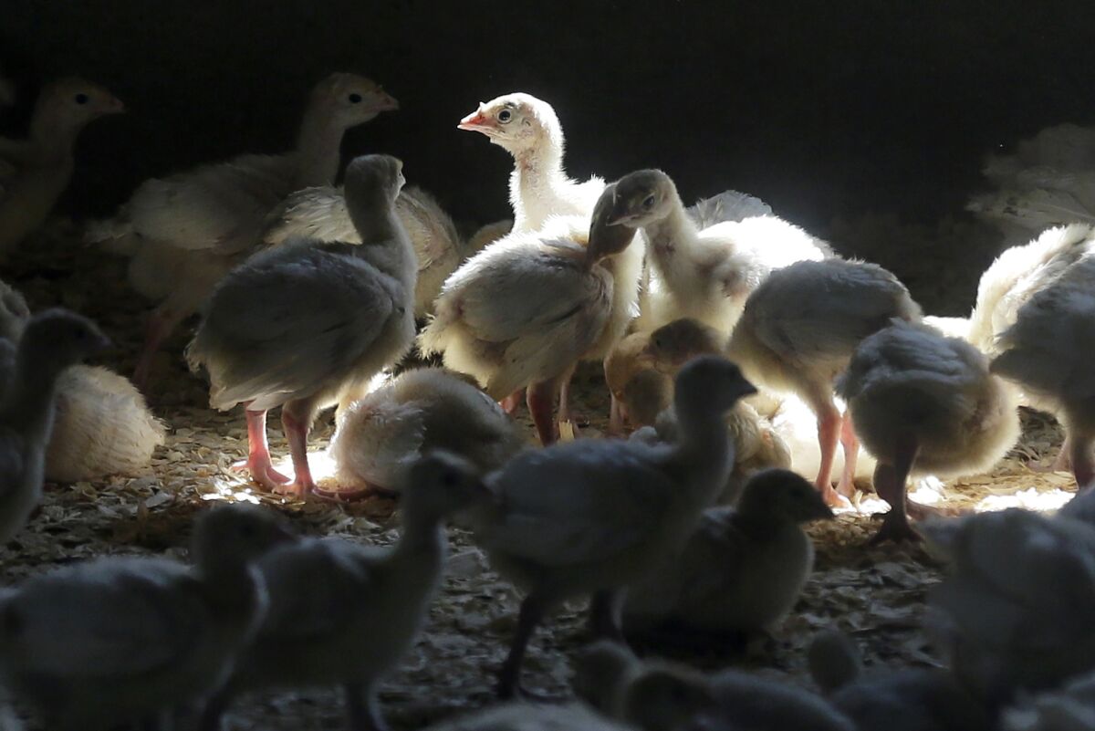 FILE - Turkeys stand in a barn on turkey farm near Manson, Iowa on Aug. 10, 2015. When cases of bird flu are found on poultry farms officials act quickly to slaughter all the birds in that flock even when it numbers in the millions, but animal welfare groups say their methods are inhumane. (AP Photo/Charlie Neibergall, File)