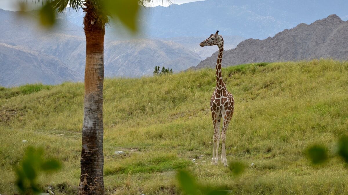 A giraffe at Living Desert in Palm Desert.