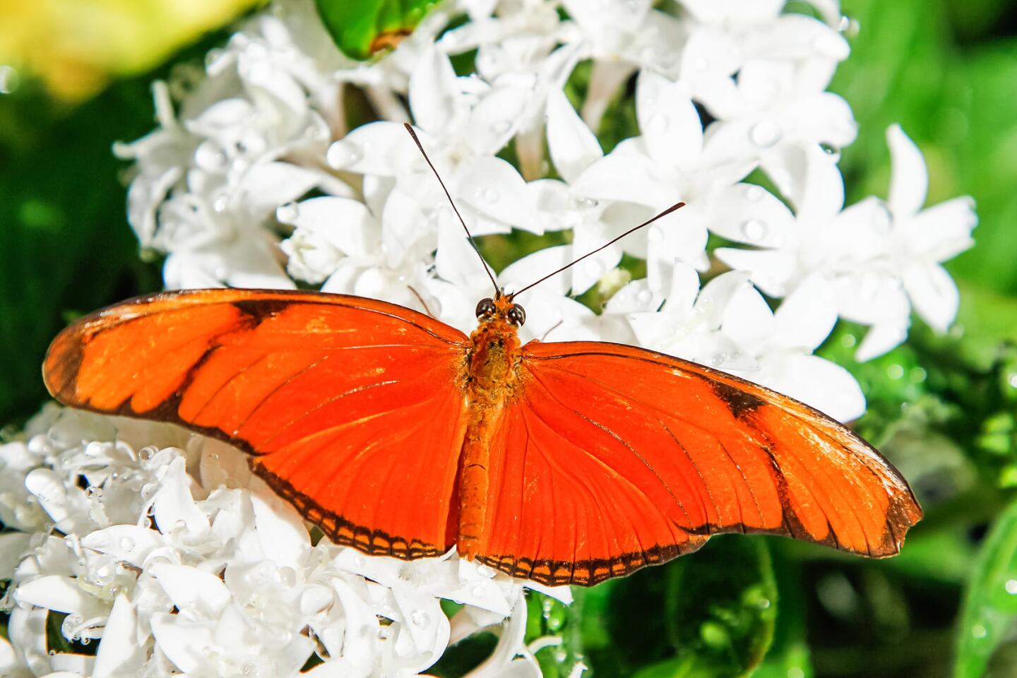 19 Fascinating Butterfly Facts – San Diego Zoo Wildlife Alliance Stories