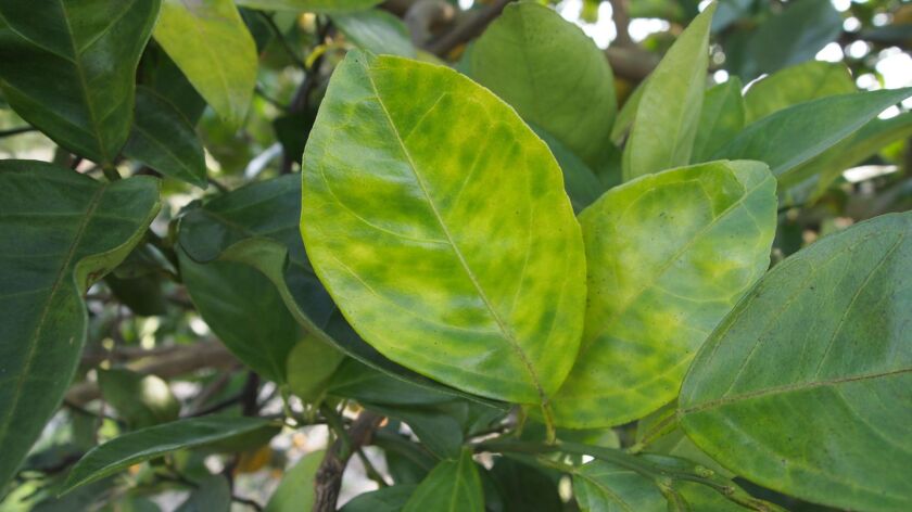 Blotchy mottle is a typical symptom on citrus leaves infected by Huanglongbing, a deadly citrus disease.