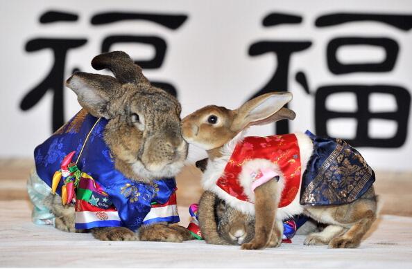Rabbits wear traditional Korean outfits