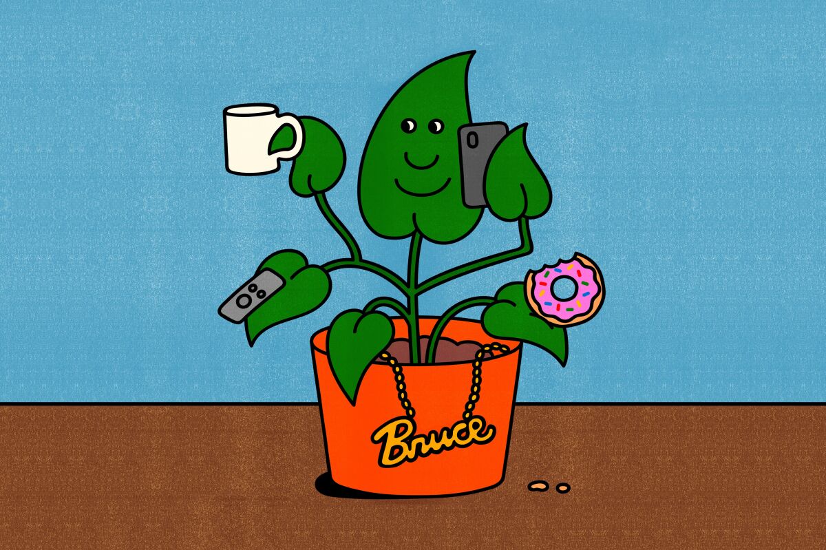 A house plant named Bruce.