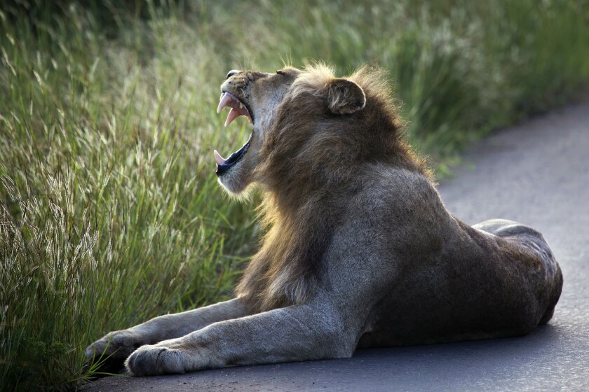 At Kruger National Park in South Africa, the lack of visitors has allowed lions to sleep undisturbed on roads.